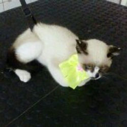 laço de pescoço para gatos (3)
