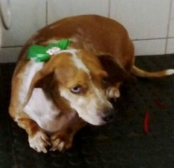 laços  (3)