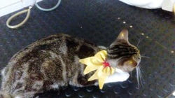 laço de pescoço para gatos (4)