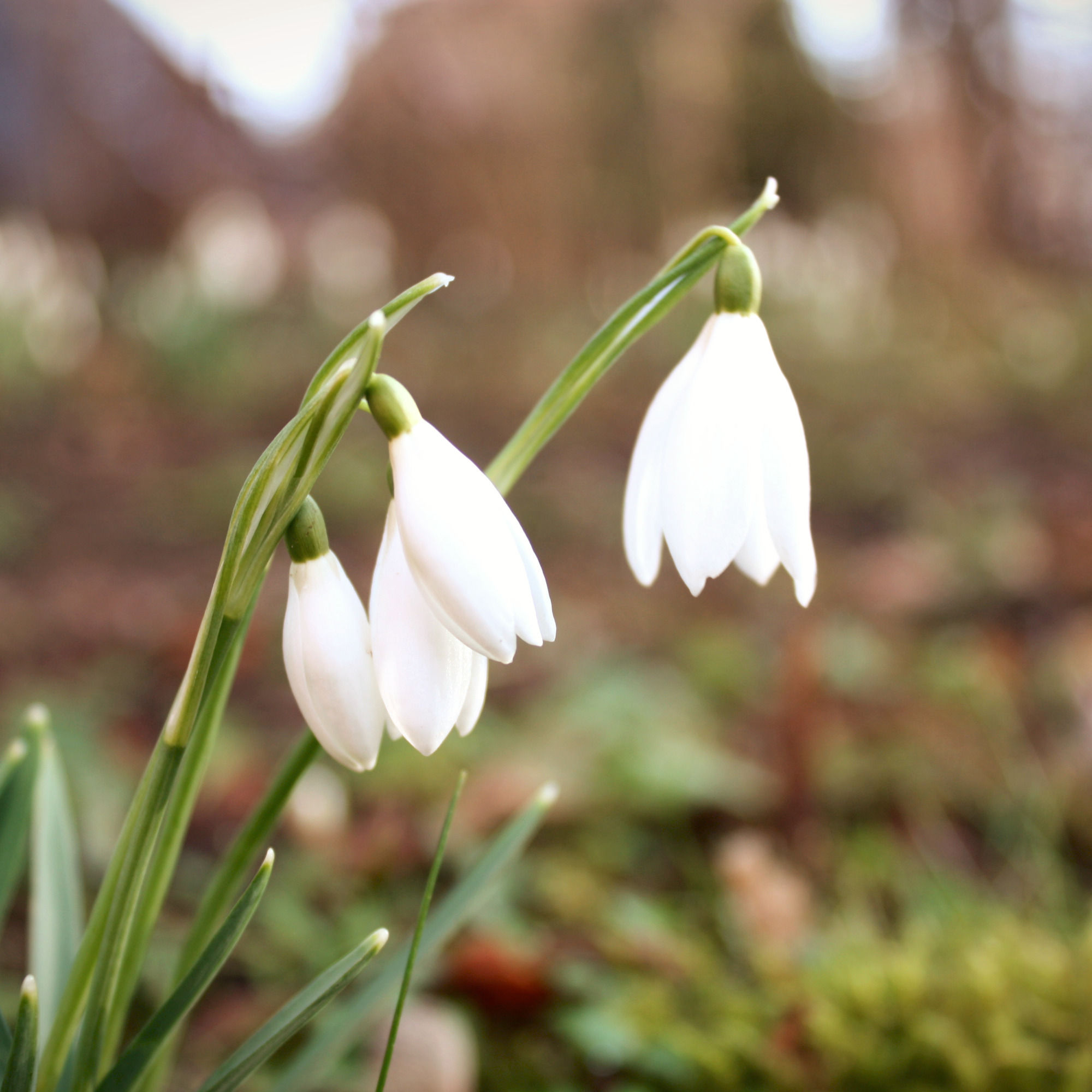 Vintergæk Mama Blomsteressens