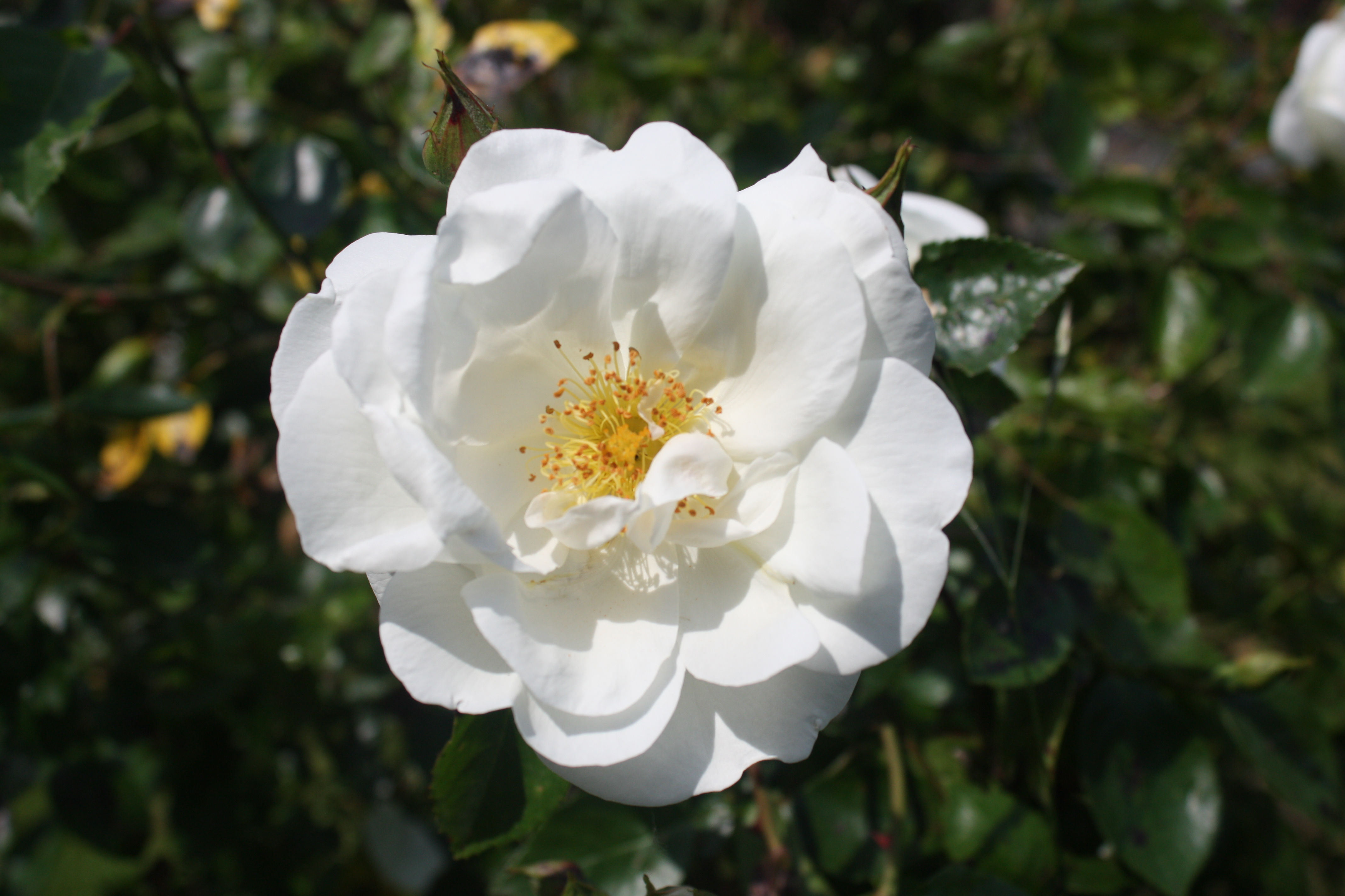 Hvid rose Mama Blomsteressens