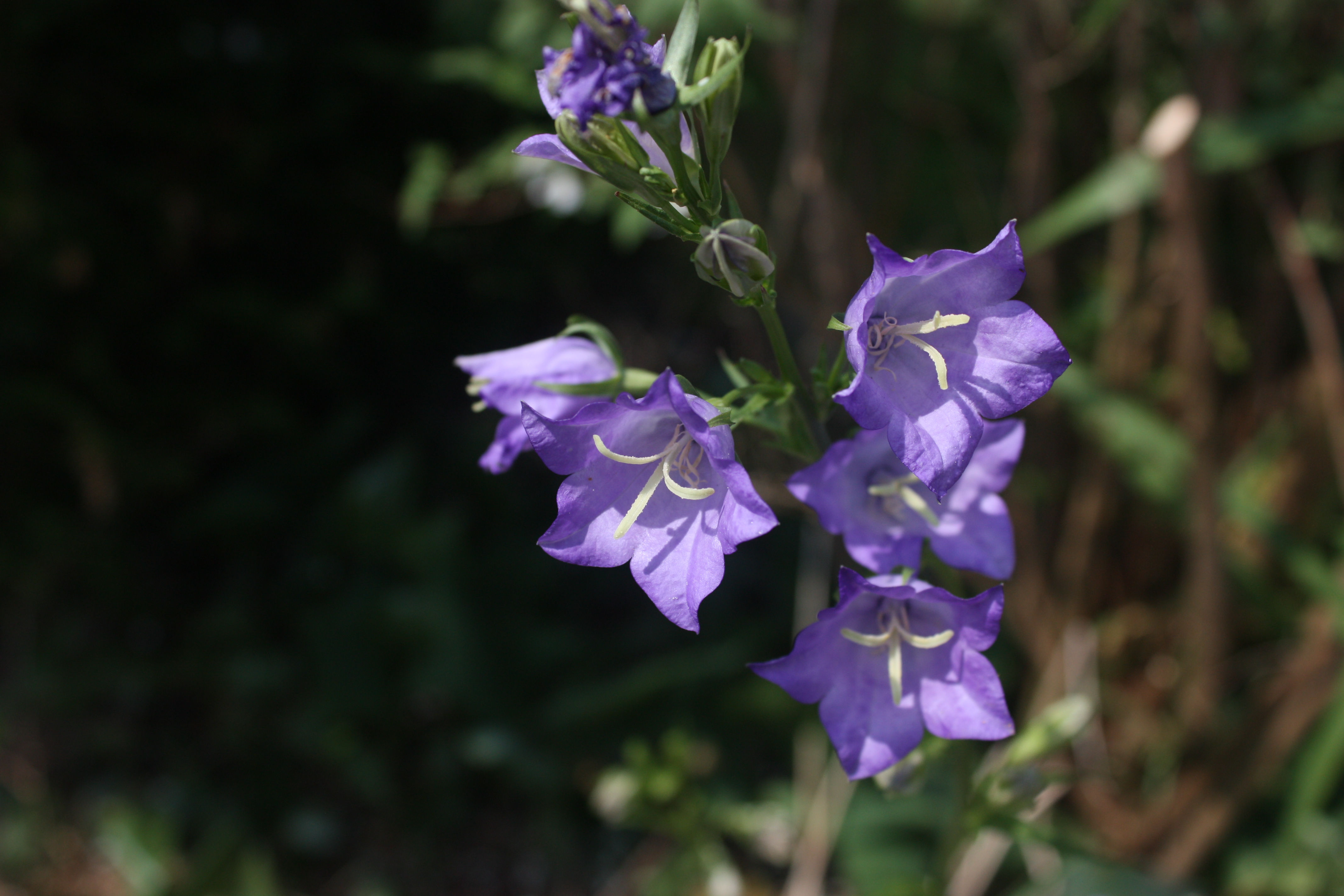 Blåklokke Mama Blomsteressens