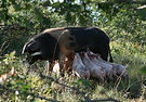 IMG_0240.JPG
