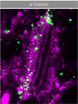 Golgi Giantin