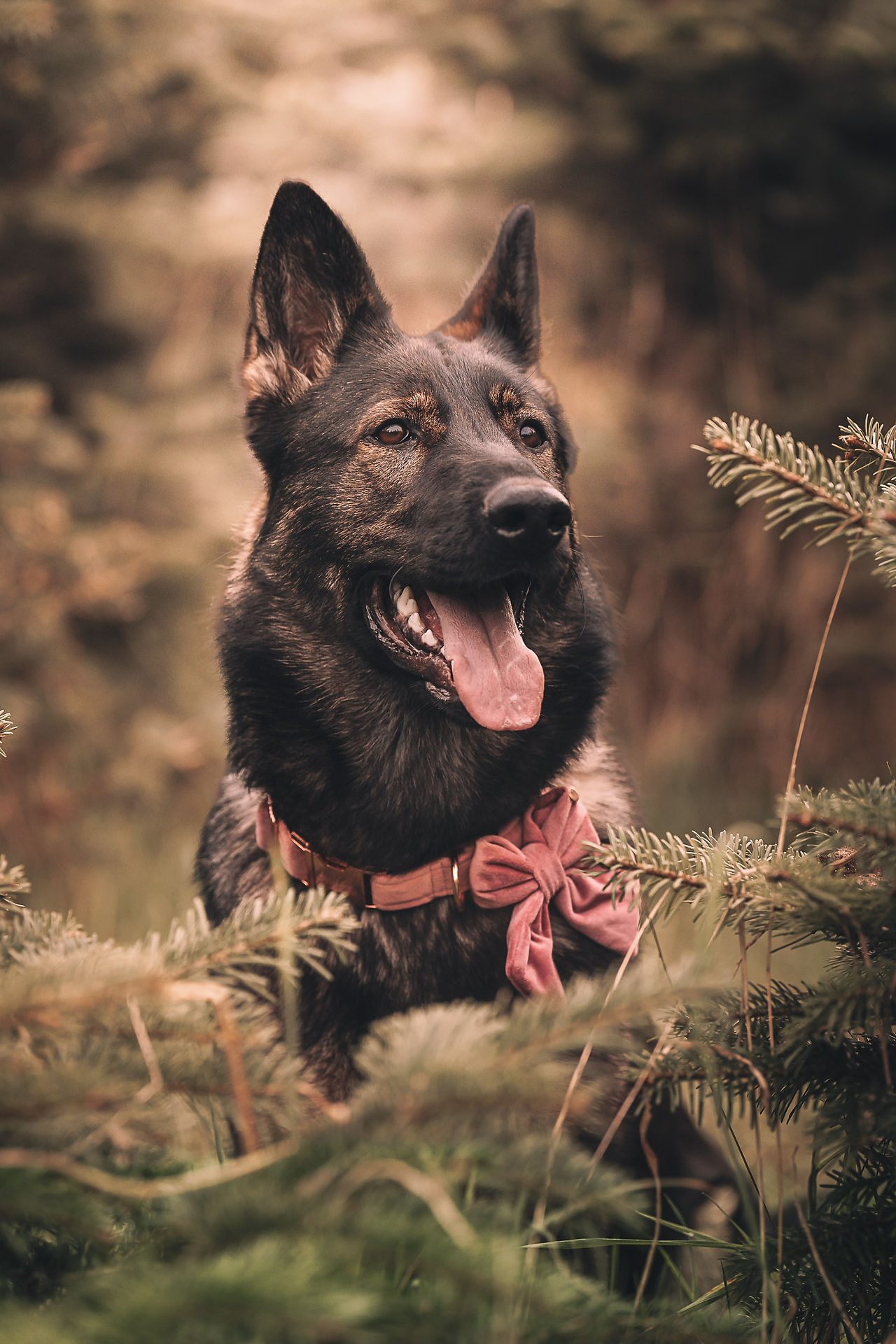 Kerstminis 2025 hond in kerstbomenveld