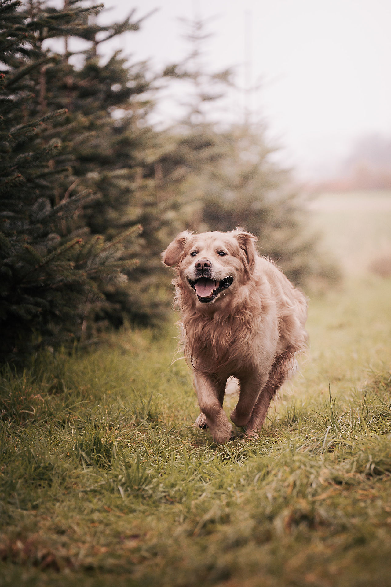 Kerstminis 2025 hond in kerstbomenveld