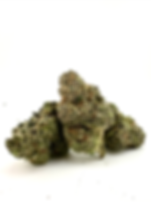 Mimosa | Exotic Indoor