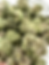 Thumbnail: Blueberry Caviar | Small Batch Indoor | Organic Living Soil