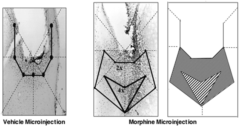 microinjections2.gif