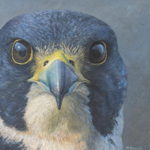 Falkeblikk, vandrefalk