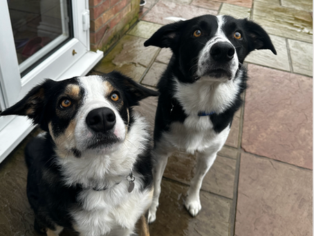 Big Wins in Small Steps: Winston’s Reactive Dog Journey