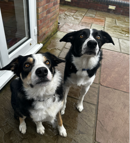 Big Wins in Small Steps: Winston’s Reactive Dog Journey