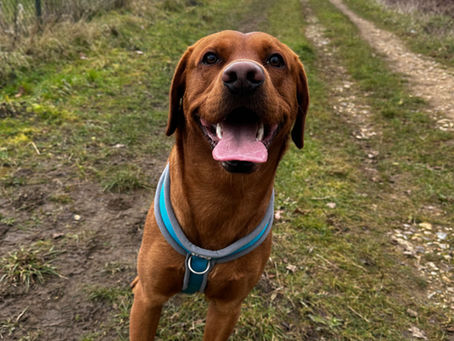From Overstimulated to Outstanding – Archie’s Training Journey!