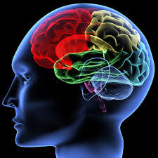 Neurosciences et éducation : entre vérités scientifiques et « neuro-mythes »