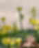 flower.png