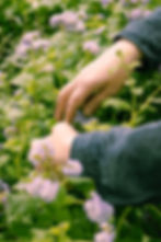 pascalegarden-2.jpg