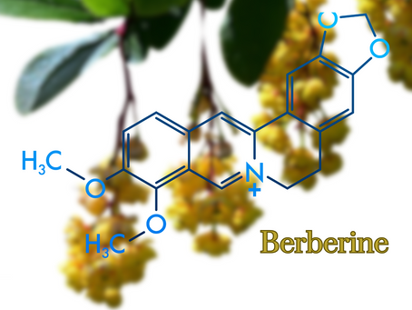 ¿Cuáles son 11 beneficios de la berberina?