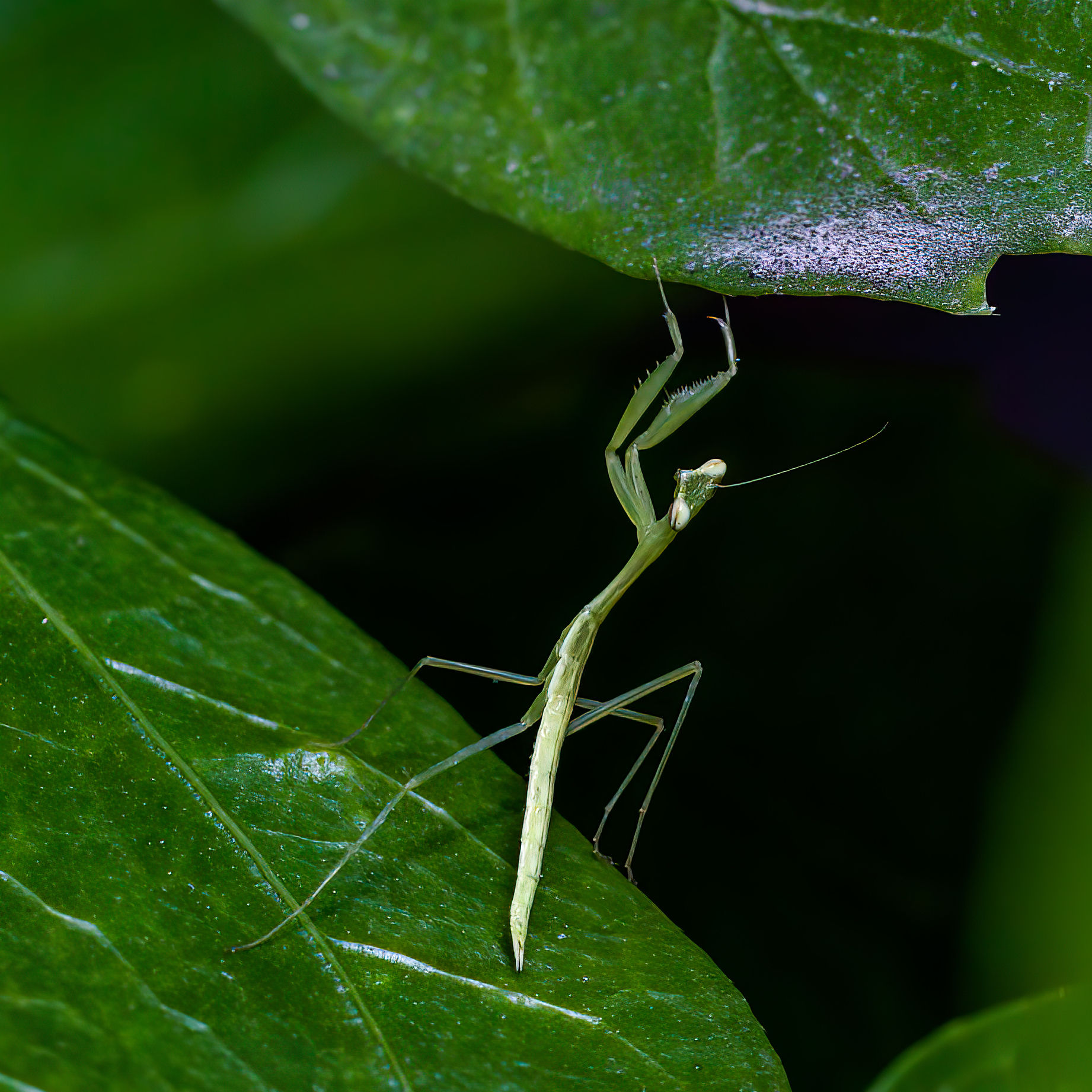 Miomantis paykullii - Egyptian Pygmy Mantis