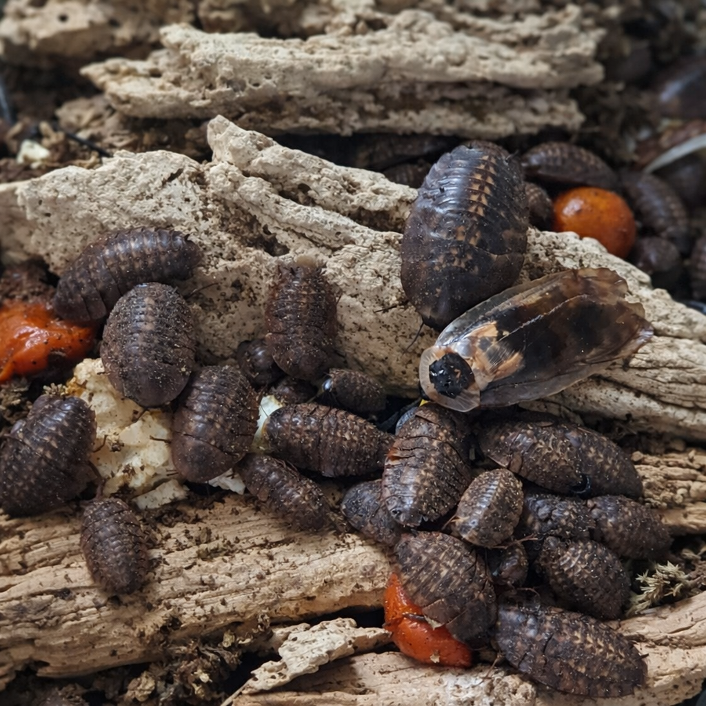 Blaberus sp. - Cave Roach