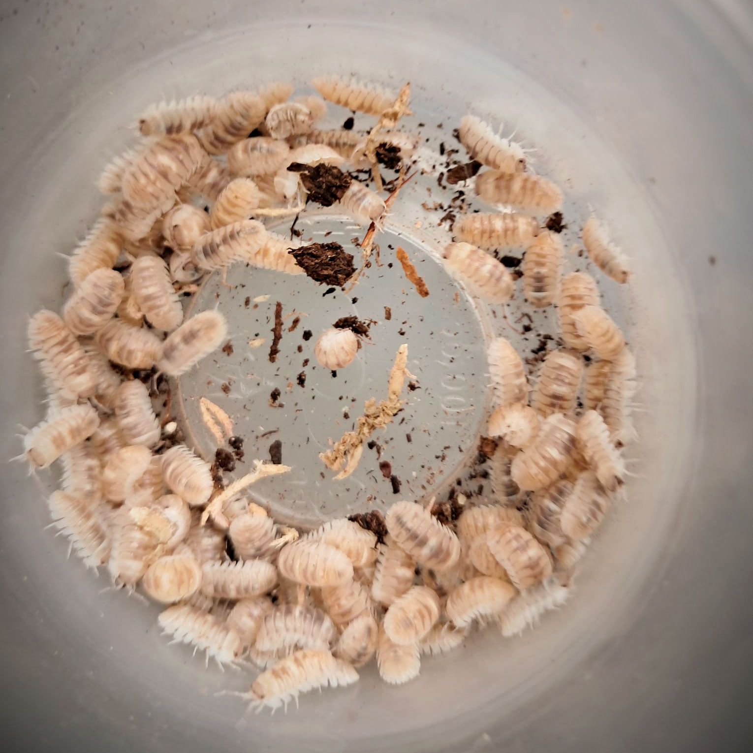Armadillidium espanyoli 'Marbelized' x 100