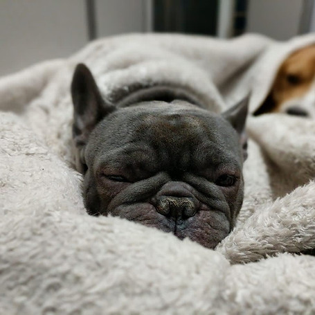 Two dogs, a French Bulldog in the foreground and another dog in the background