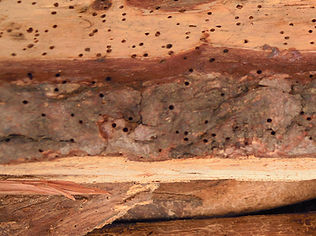 Close up of wooden beams damaged by a woodworm infestation requiring treatment