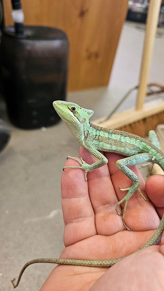 A small green lizard with brown markings sits calmly on a person hand