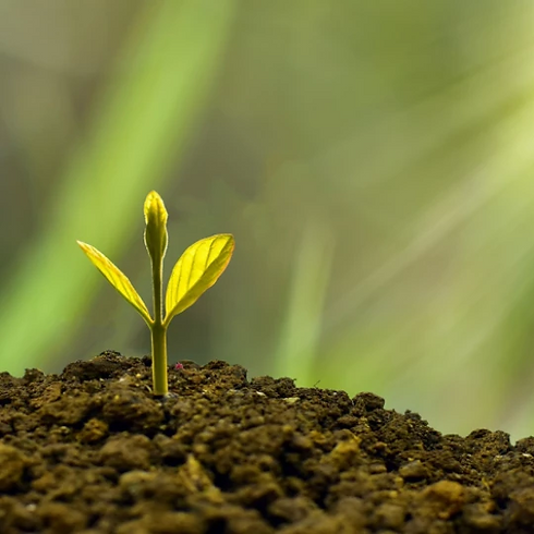 A small green sprout with two leaves emerges from dark soil