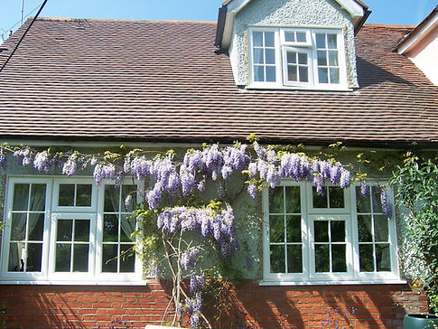 A charming house exterior with purple wisteria flowers draping over three white-framed windows