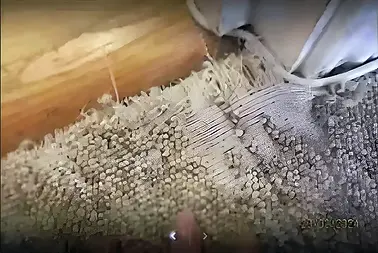 carpet pet damage