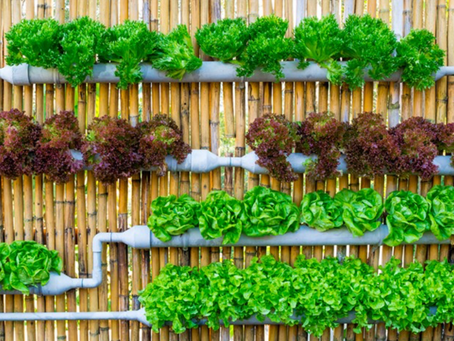 Horta vertical: uma idéia simples e saudável!