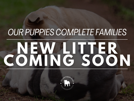 Aspen and Poppy Are Expecting. We'd Love for One of These Puppies to Be Yours.