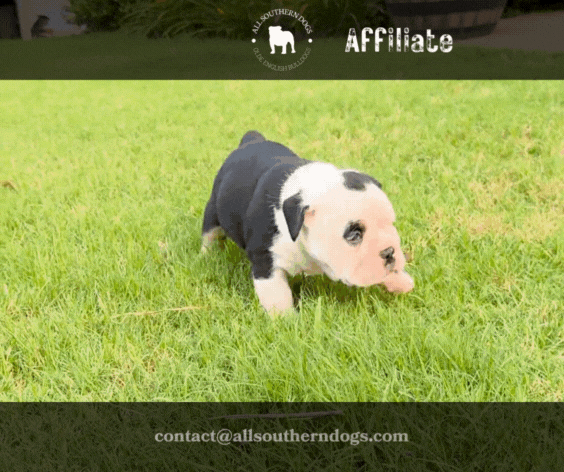 Olde English Bulldog