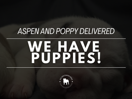 Aspen and Poppy Have Both Delivered. Here's How to Get on the List. And Why It Matters More Than You Think...
