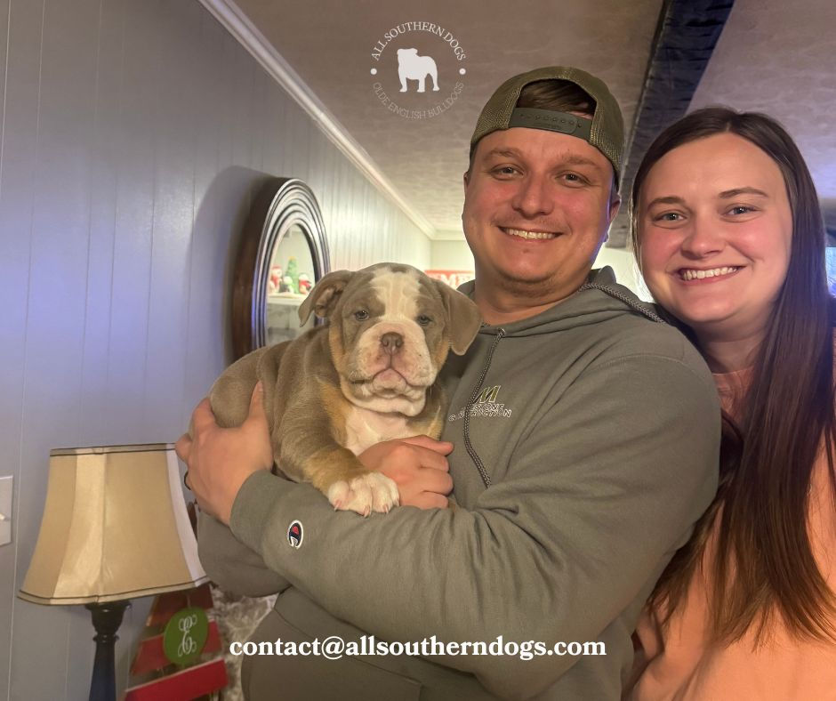 Dozier Finds a Home + Puppies Available... Apply for an Olde English Bulldog Puppy Today!