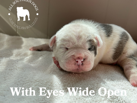 With Eyes Wide Open: When Olde English Bulldogs See