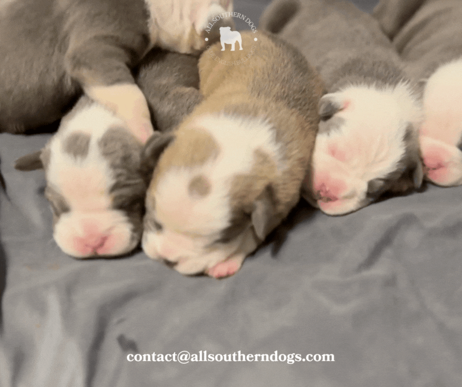 Cute Christmas Puppies GIF.gif