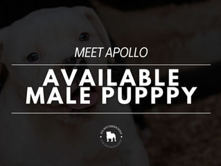 Apollo | Male Olde English Bulldog Puppy (No Longer) Available