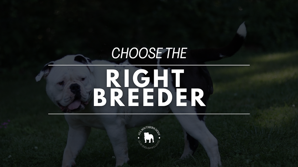 Spring is a Great Time to Consider an Olde English Bulldog Puppy... Choose the Right Fit