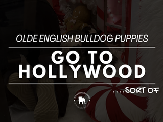 Olde English Bulldog Christmas (movie) in June | All Southern Dogs Hollywood Style