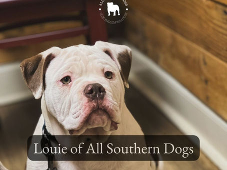 Our Guy Louie: Available to Home Today