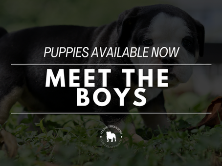 Meet Judge, Scout, and Bandit | Olde English Bulldog Puppies Available from All Southern Dogs