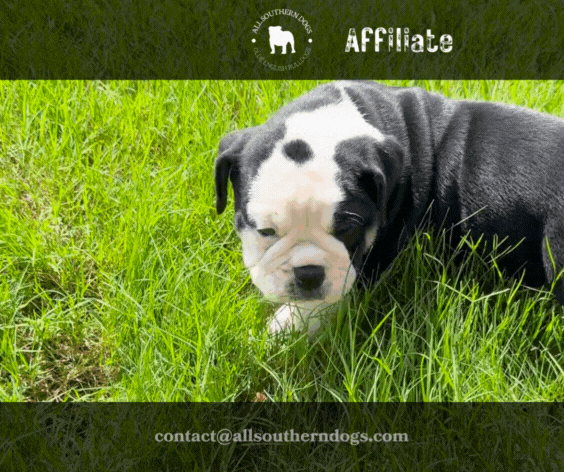 Olde English Bulldog