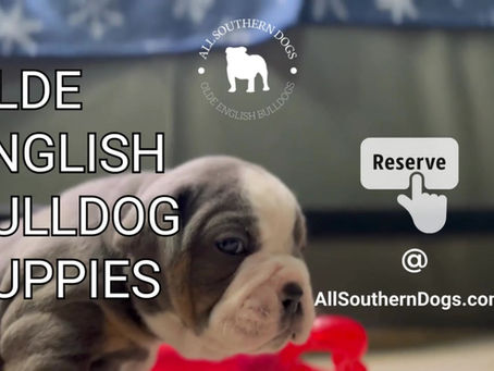 All Southern Dogs: Your Source for Olde English Bulldog Puppies!