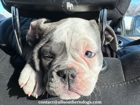Meet Isley: The Passenger Princess Who Stole Hearts (and a Whole Lot of Peanut Butter)