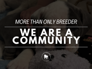 All Southern Dogs: Community for Enjoyment and Preservation of Olde English Bulldogs