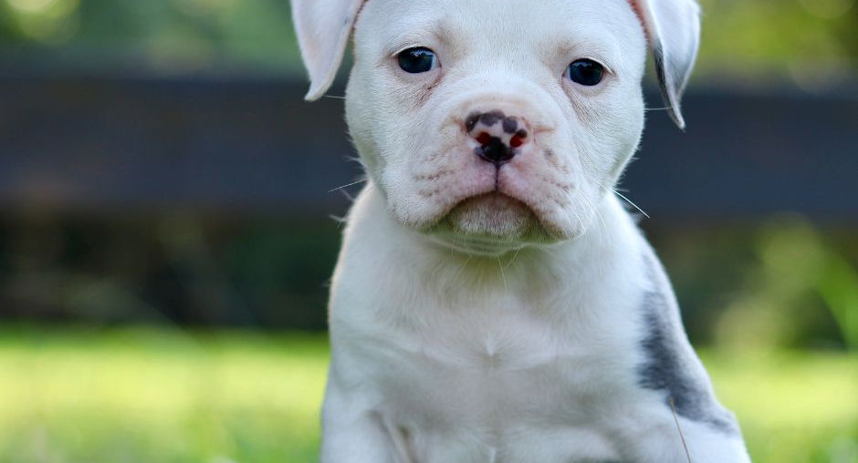 Available Olde English Bulldog Puppy