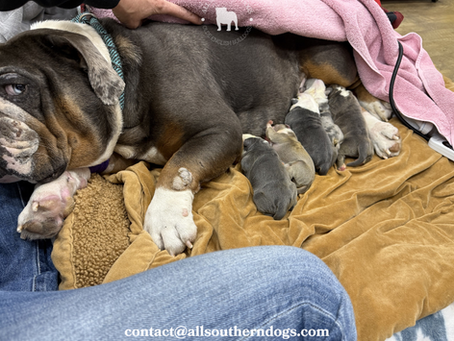 Aspen and Poppy Have Both Delivered. Here's How to Get on the List. And Why It Matters More Than You Think...