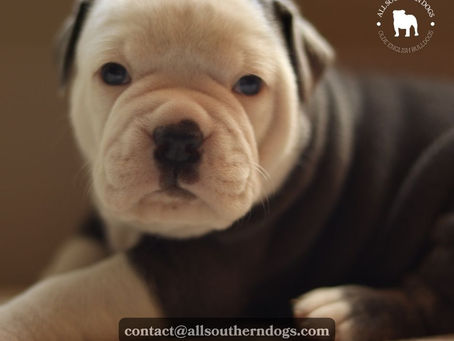 Discover Happiness with All Southern Dogs: Your Trusted Olde English Bulldog Companion Provider!