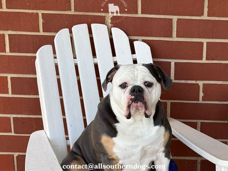 Meet Sadie: A Wiggle-Butt with Heart, Humor, and Southern Charm